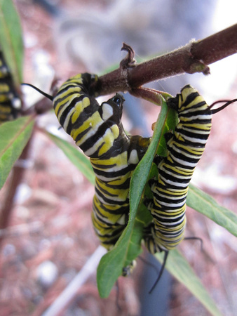 Monarch Caterpillar 5_10 (12)