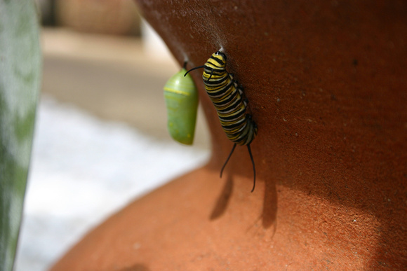 Monarch Caterpillar 5_10 (58)