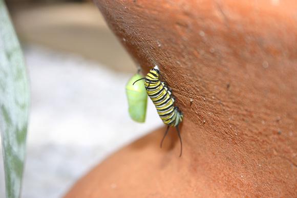 Monarch Caterpillar 5_10 (59)