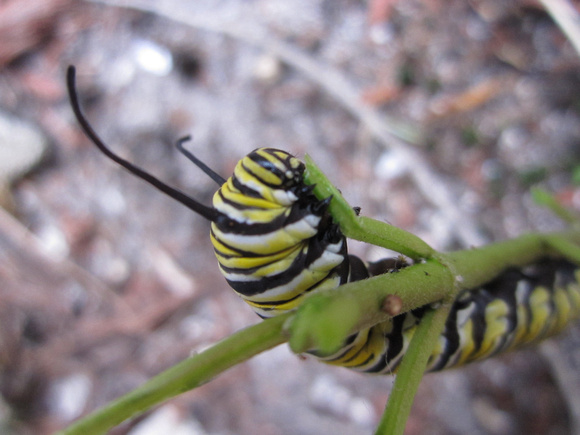 Monarch Caterpillar 5_10 (5)