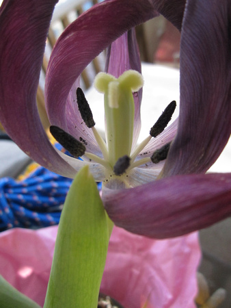 Tulip (3)
