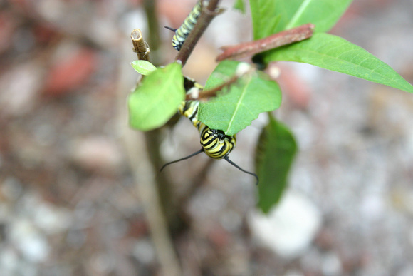 Monarch Caterpillar 5_10 (73)