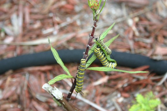 Monarch Caterpillar 5_10 (70)