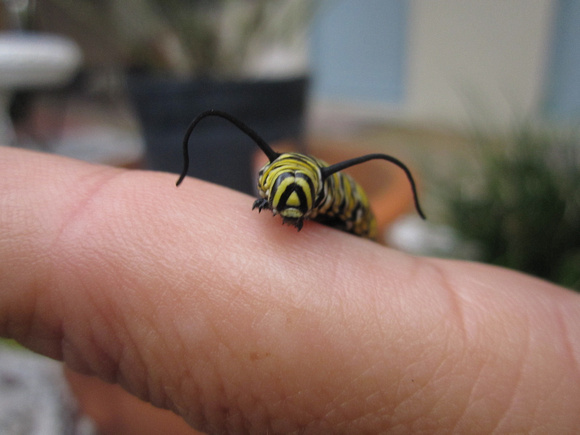 Monarch Caterpillar 5_10 (44)