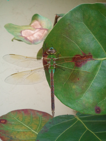 Dragonfly 2012-02-09 10.17.59