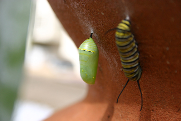 Monarch Caterpillar 5_10 (57)