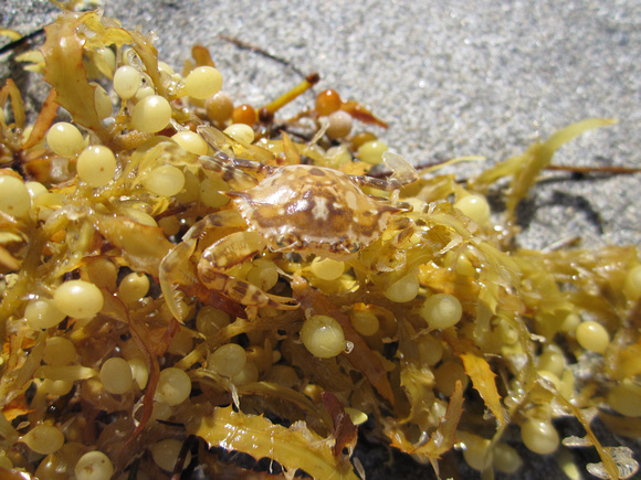 Sargassum Crab (5)